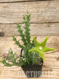 Image result for Orbea dummeri