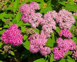 Image result for Spiraea japonica ´Little Princess