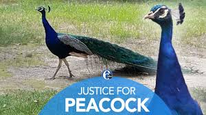 Frustrated customers were met with an error message today when they tried to watch content on the platform. Community Seeks Justice Mourns Loss Of Pet Peacock 6abc Philadelphia