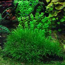 Pin On Aquarium