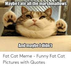Cat avatar suit for every character to describe the moment. 17 Funny Fat Cat Memes Clean Factory Memes
