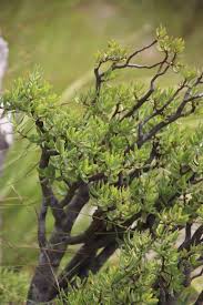 Image result for Crassula sarcocaulis