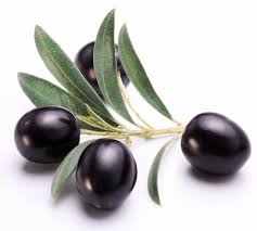 Mission Olive Tree Olive Tree Olive Trees For Sale Olive Leaf