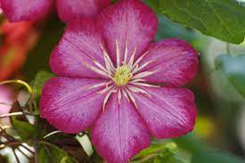 Check spelling or type a new query. Clematis Ville De Lyon Clematis Ville De Lyon Online Kaufen
