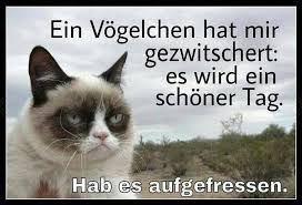 Grumpy Cat Auf Deutsch Katzen Lustige Spruche Katzenhumor Lustige Bilder