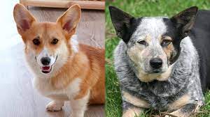 Corgi Cattle Heeler Corgi Mix Info Pics Facts Personality Doggie Designer