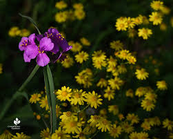 Image result for Menodora heterophylla