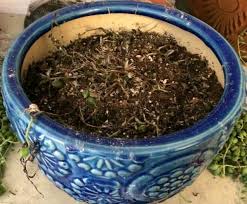 The best way to tell whether your string of pearls are shriveling from underwatering or overwatering is to pay attention from my experience, string of pearls cuttings like to be misted and sprayed at least every few days. Why Is My String Of Pearls Plant Dying And How To Save It Succulent Plant Care