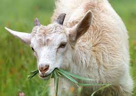 Although, people on social media now use the emoji of a goat (the animal) in reference to this abbreviation. Getting The Goat Australia Struggling To Meet Soaring Demand For Goat Meat