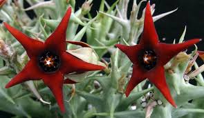 Image result for Orbea rogersii