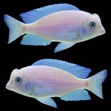 leucistic beyaz yunus
