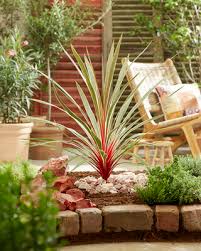 Image result for Cordyline