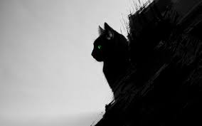 Bildergebnis für wallpaper katzen