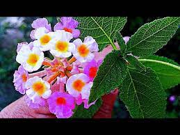 Lantana Flower Benefit Of Lantana Plant Youtube