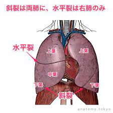 斜裂は a に 水平裂は b にある 解答 a 両肺 b 右肺 斜裂は両肺に 水平裂は右肺のみにあります 肺葉は左が二葉 右が三葉に分かれます 解剖学 呼吸器系 肺 一問一答 https www anatomy toky 呼吸器系 解剖学 人体解剖学