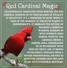 Northern Cardinal Cardinal Symbolism Cardinal Birds Bird Meaning