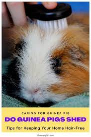 Pin On Cavies