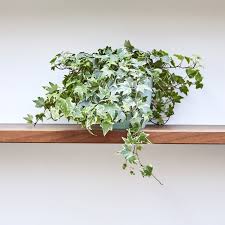Variegated English Ivy Plants Tropical House Plants English Ivy Plant