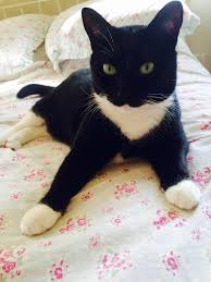 This Is Olive She Waited For Me After Work For 2 Weeks And Then I Realized I Had A Cat And The Rest Is History Cute Cats Cute Cats And Kittens Cats