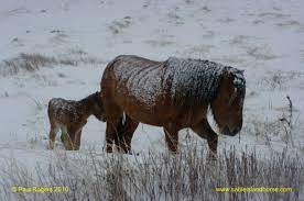 Sable Island Horses Archives Horse And Man