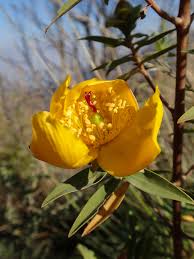 Image result for Hypericum revolutum