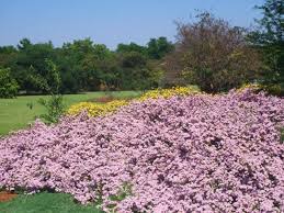 Image result for Felicia filifolia