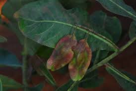 Image result for Terminalia brachystemma