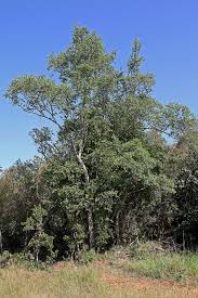 Image result for Diplorhynchus