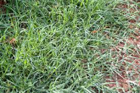Jenis gulma rerumputan yang sering dijumpai yaitu jenis rumput belulang (eleusine indica), tuton (echinochloa colona), rumput grintingan (cynodon dactilon), rumput pahit (paspalum distichum). Bermuda Grass Permapeople Platform For Our Regenerative Future