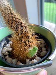 Sunny spaces are hard to come by indoors, so i put my cactus family on windowsills. I Have A Dead Cactus With An Alive Baby Is There Any Way I Can Save It Cactus