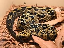 Bitis parviocula / Ethiopian mountain adder in Universeum