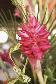 Why Ginger Plants Do Not Flower Ginger Plant Lily Plants Ginger Flower