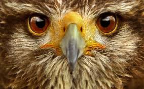 We did not find results for: Eagle Eye Wallpapers Wallpaper Cave