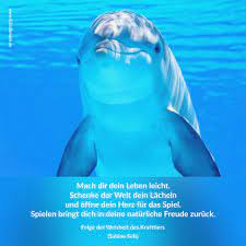 Delfin Krafttier Tiere Bilder