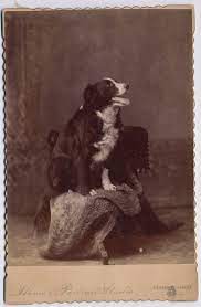 Retro Foto Van Een Border Collie Border Collie Dog Border Collie Collie