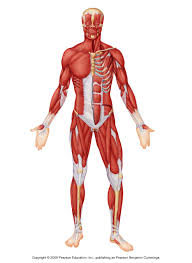 By methods i signify understand how electrics on a car or truck four human biology diagrams to label. Diagram Diagram Of Muscle In The Body Full Version Hd Quality The Body