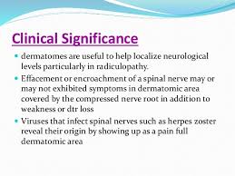 Dermatomes And Myotomes