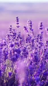We have got 9 images about gambar wallpaper aesthetic ungu images, photos, pictures, backgrounds, and more. Aesthetic Purple Flower Wallpapers Top Free Aesthetic Purple Flower Backgrounds Wallpaperaccess