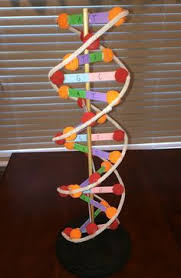 Dna 3d Model Dna Model Project Dna Model Dna Project