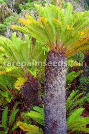 Image result for Cycnium filicalyx