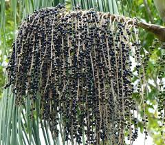 Euterpe Oleracea Acai Palm Para Dwarf Acai Palm Acai Plant Acai Palm Tree