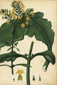 Image result for Kalanchoe crenata