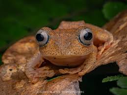 Image result for Nesogenes madagascariensis