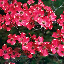 These trees make excellent focal points in the yard, provide a food source to birds and other wildlife, and are hardy enough to grow successfully in northern gardens. Buy Flowering Red Dogwood Trees Online The Tree Center