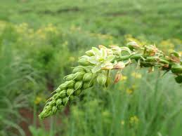 Image result for Albuca virens