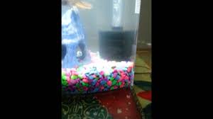 I have a 5 gallon betta fish tank and need a filter. Betta Tank Corner Sponge Filter Youtube
