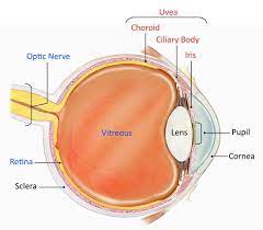 Ada doctors explain it's an inflammation of the eye's uveal tract, its symptoms uveitis typically causes pain and blurred vision, but can, in the majority of cases, be successfully. Uveitis National Eye Institute
