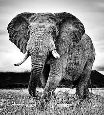 Beautiful Black And White Elephant Pictures Pin On Graphic Inspiration