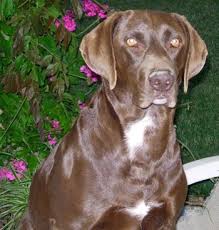 We Just Adoped A Puppy That Is Likely Chocolate Lab And Pointer I Wonder If He Ll Look Like This German Shorthaired Pointer Lab Mix Puppies Chocolate Lab Mix
