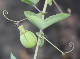 Image result for Phyllanthus parvulus